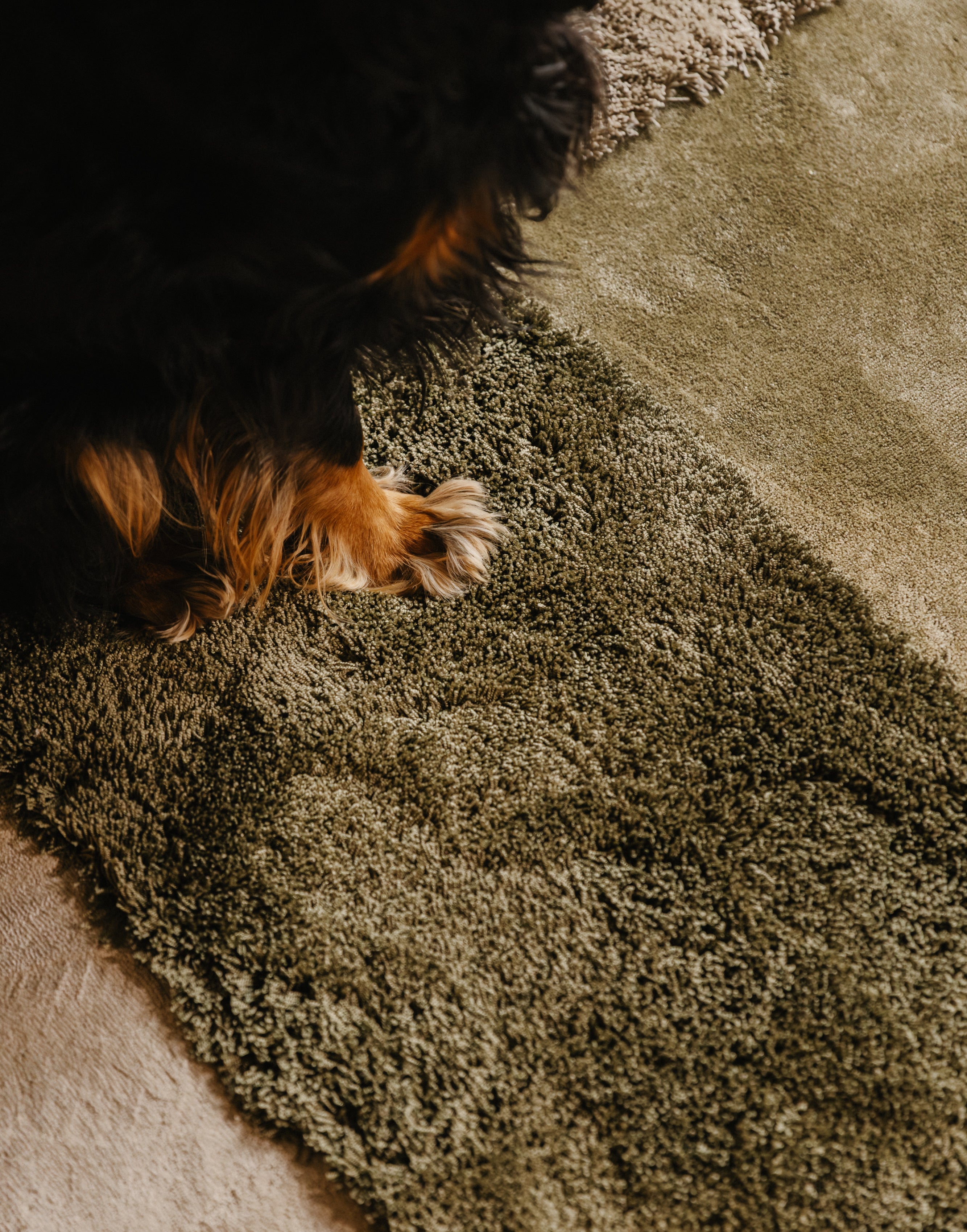 Hondenpoot op Rhythm modulair tapijt. Moss high, Olive low, dune low